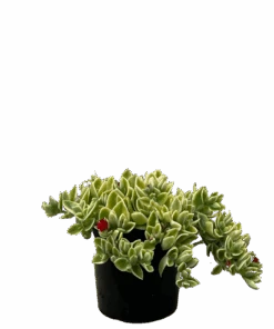 Baby Sunrose Variegated - Aptenia Cordifolia