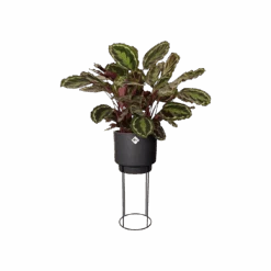 Elho B. For Studio Round -Waldecks Store b.for studio round living black Calathea Medaillon.c1