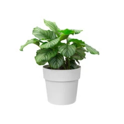 Elho B. For Original Round 13 Elho B. For Original Round -Waldecks Store b.fororiginalroundwhite.c6