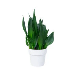 Elho B. For Original Round 12 Elho B. For Original Round -Waldecks Store b.fororiginalroundwhitesansevieria.c9