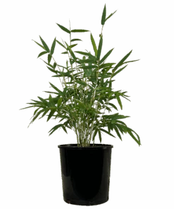 Willowy Bamboo - Bambusa Multiplex Willowy