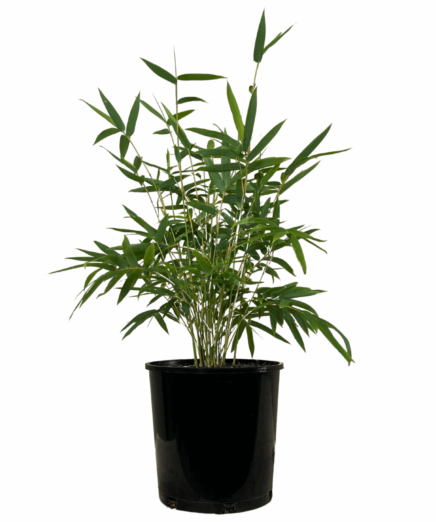 Willowy Bamboo - Bambusa Multiplex Willowy 1 Willowy Bamboo - Bambusa Multiplex Willowy