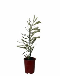 Banksia Attenuata