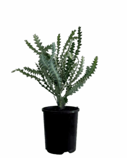 Banksia Ashbyi