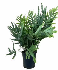 Phlebodium Aureum Blue Star