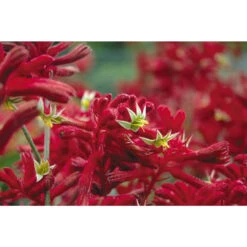 Kangaroo Paw - Anigozanthos Bush Fury -Waldecks Store bushfury