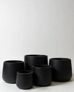 Caladenia Pot -Waldecks Store caladeniblacktext