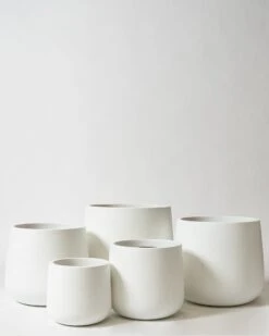 Caladenia Pot -Waldecks Store caladeniwhttext