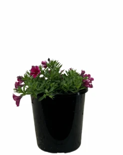 Calibrachoa Cherry Lace