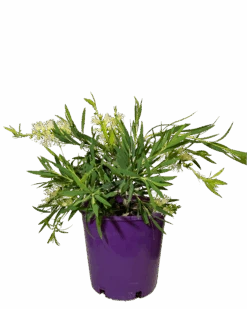 Callistemon Viminalis Wilderness White