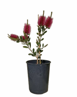Callistemon Pallidus X Cittinus Hot Pink