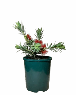 Callistemon Little John