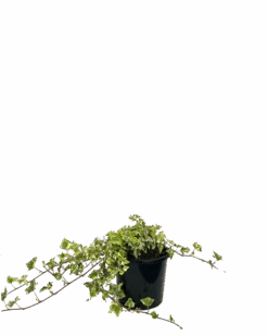 Camouflage Ivy - Hedera Camouflage