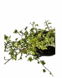 Camouflage Ivy - Hedera Camouflage -Waldecks Store camouflageivy 3