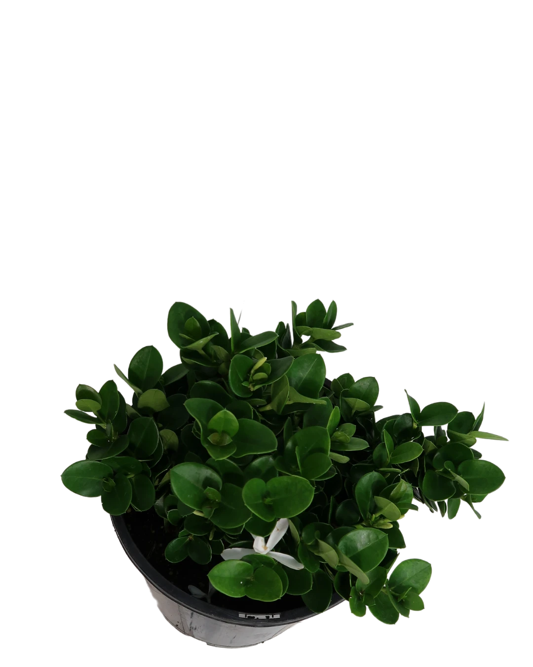 Carissa Desert Star 2 Carissa Desert Star - Image 2