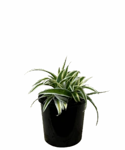 Spider Plant - Chlorophytum Zebrina