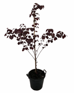 Cercis Canadensis Forest Pansy