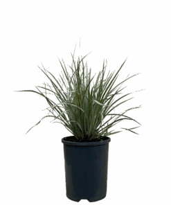 Grey Cotton Heads - Conostylis Candicans