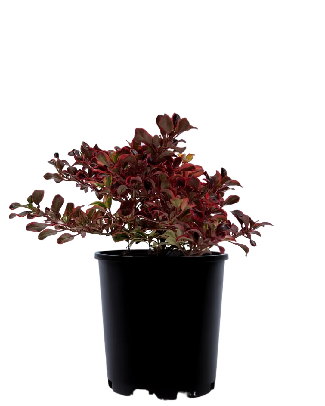 Copromsa Ignite 1 Copromsa Ignite