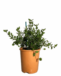 Correa Pulchella Orange Glow