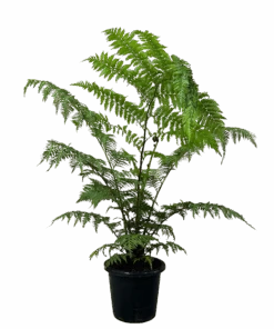 Australian Tree Fern - Cyathea Cooperii