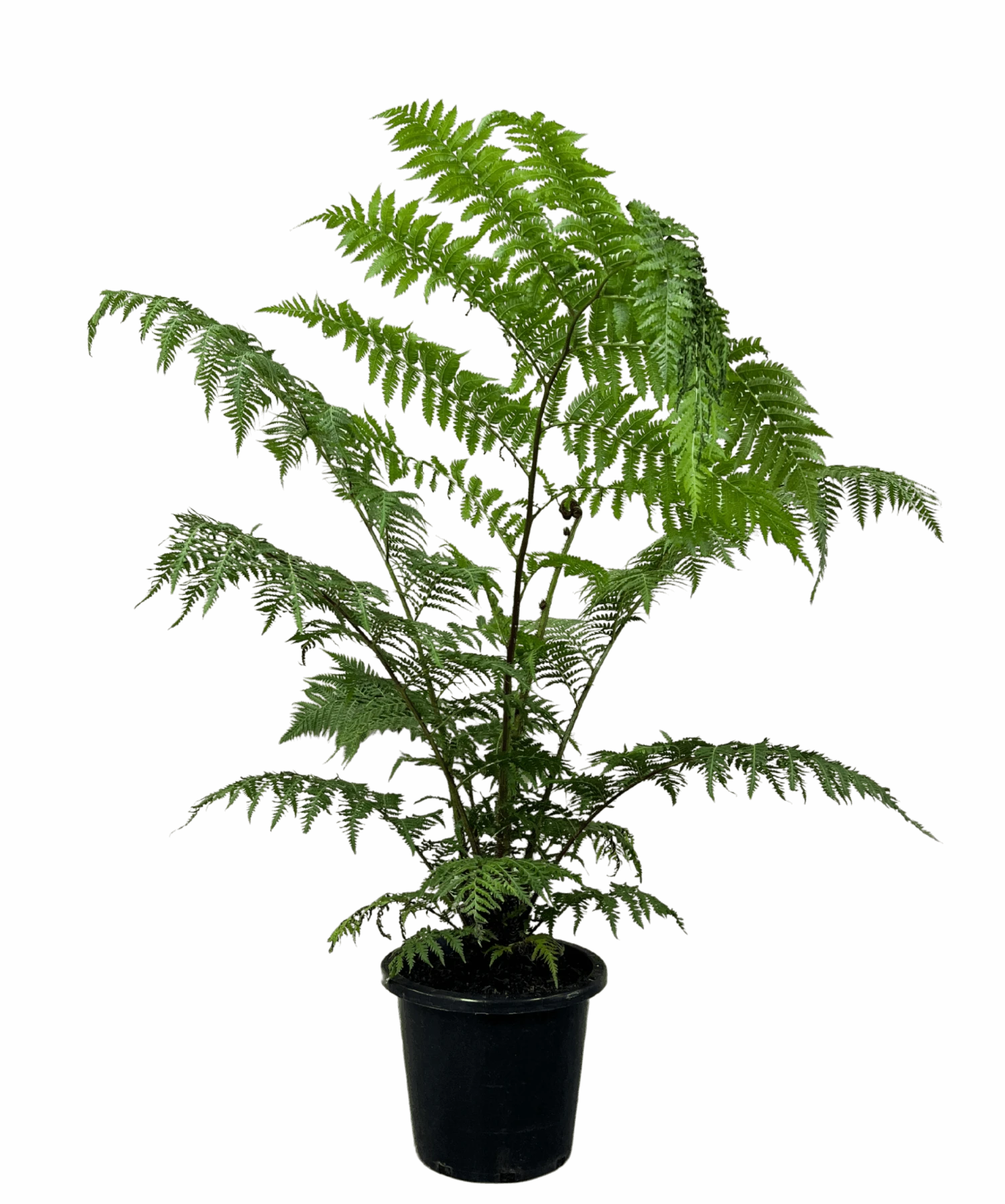 Australian Tree Fern - Cyathea Cooperii 1 Australian Tree Fern - Cyathea Cooperii