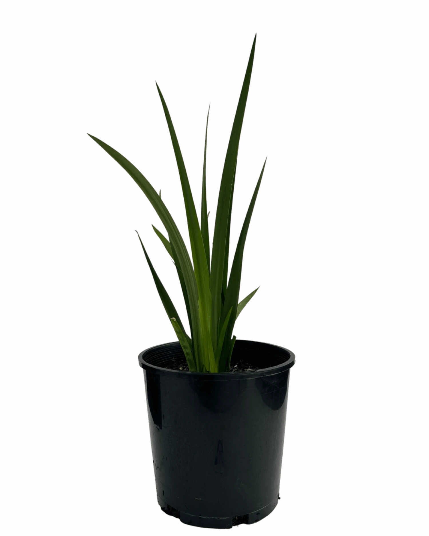 Dietes Iridioides 1 Dietes Iridioides