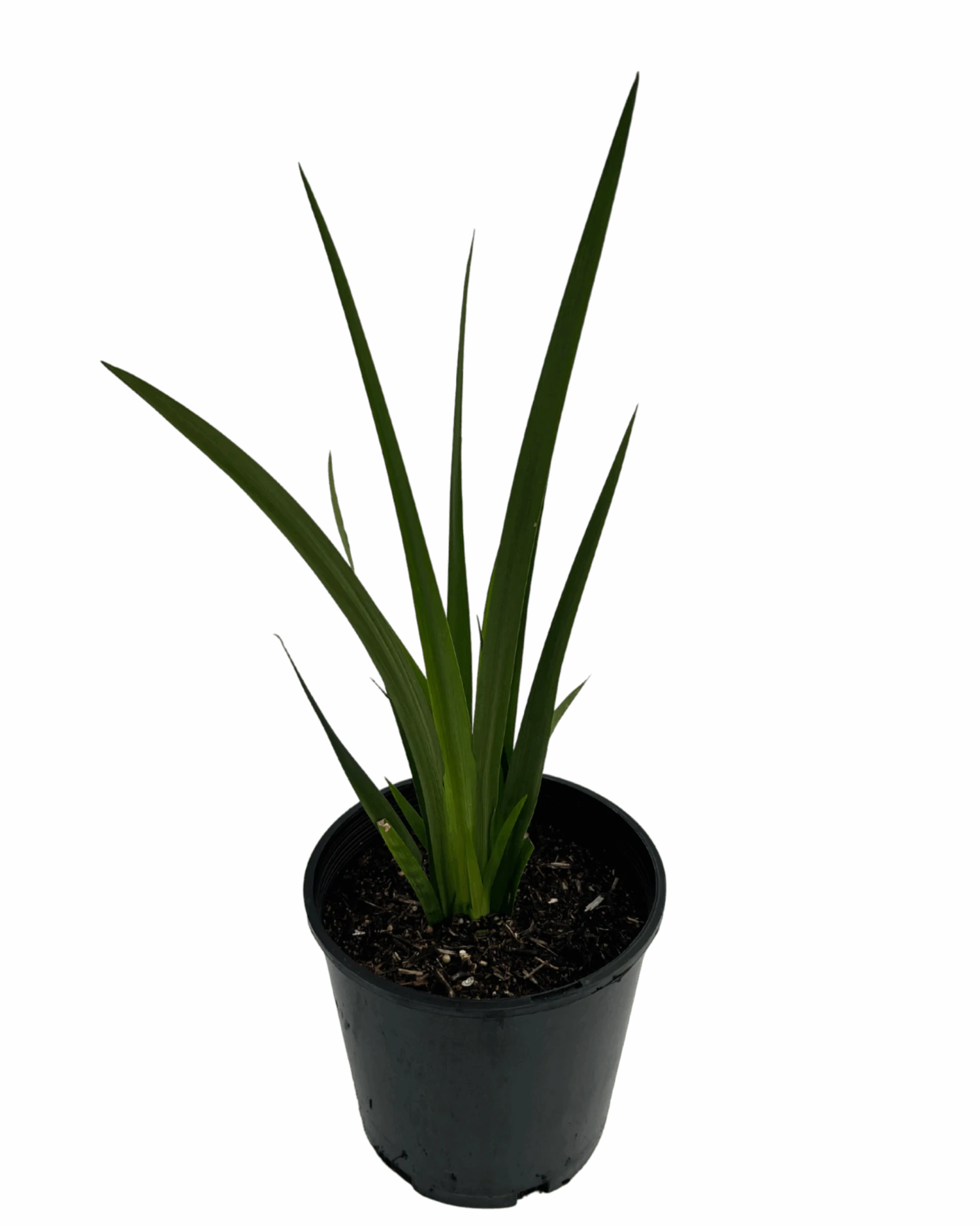 Dietes Iridioides 2 Dietes Iridioides - Image 2