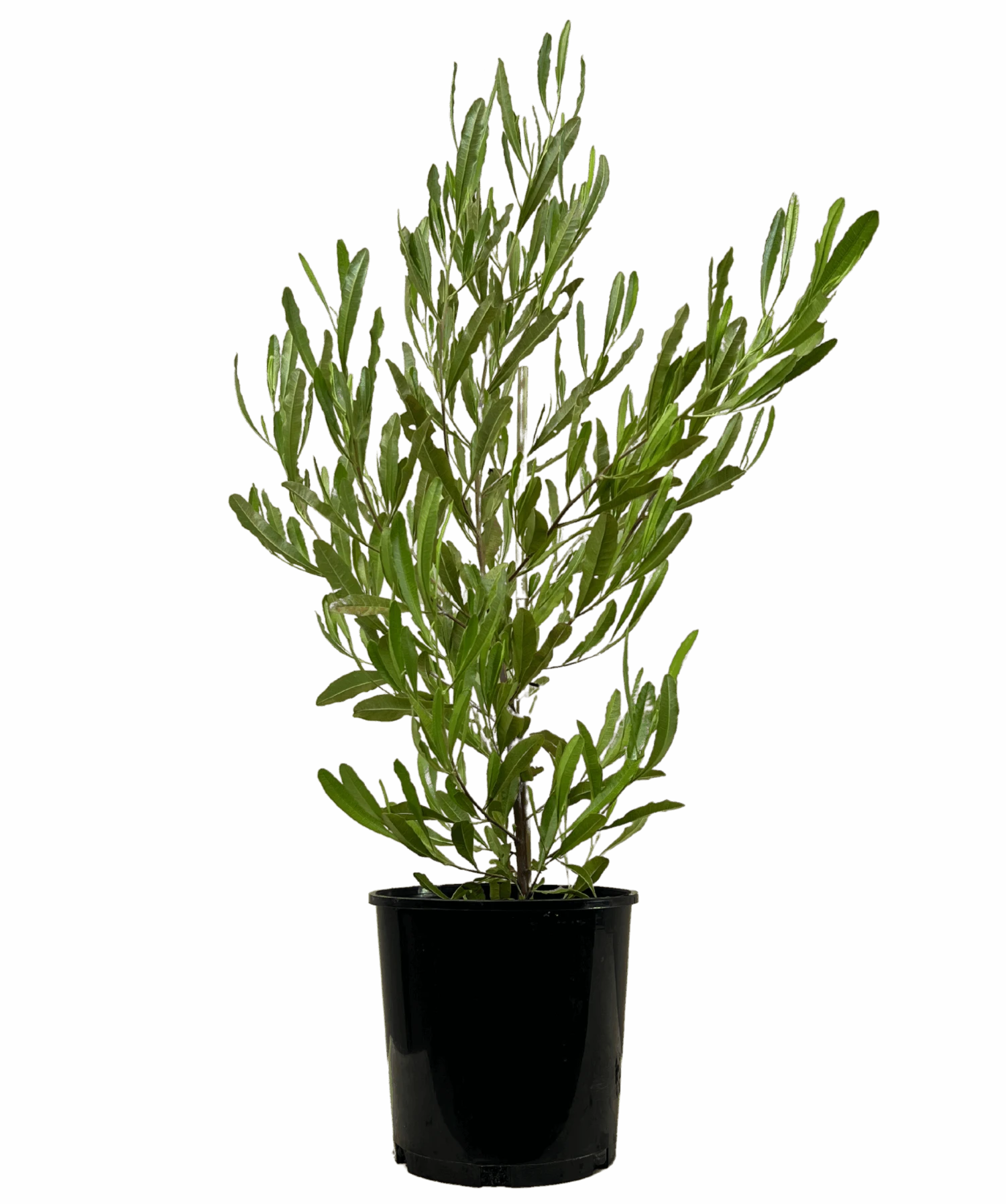 Dodonaea Viscosa 1 Dodonaea Viscosa