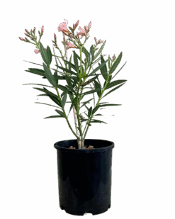 Nerium Dwarf Apricot