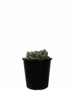 Echeveria Cubic Frost