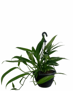 Epipremnum Amplissimum Hanging Basket