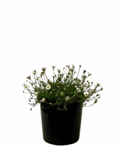 Seaside Daisy - Erigeron Spindrift