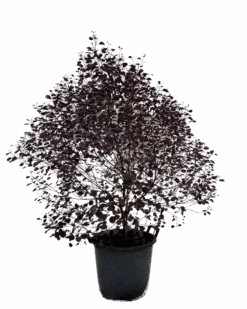 Eucalyptus Vintage Red