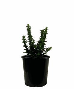 Euonymus Green Rocket