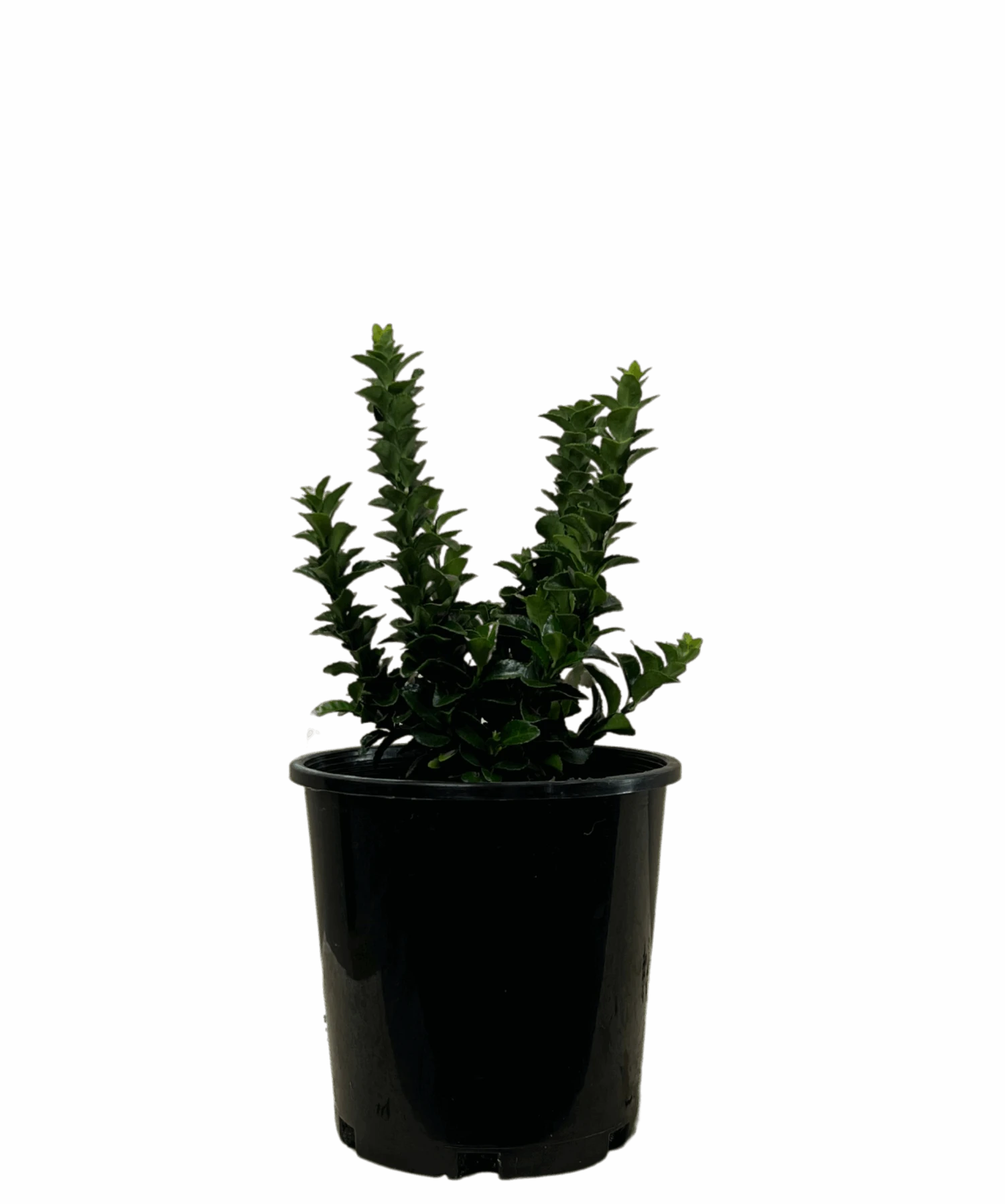 Euonymus Green Rocket 1 Euonymus Green Rocket