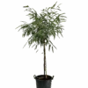 Ficus Alii Petite Standard