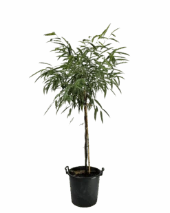 Ficus Alii Petite Standard