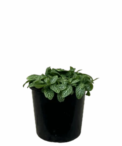 Fittonia White Angel