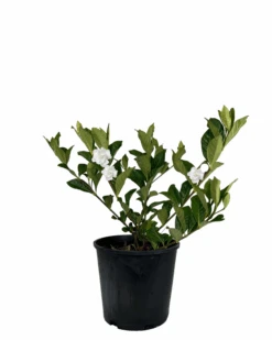 Gardenia Augusta Florida