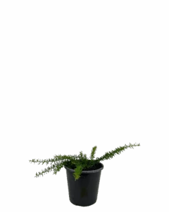 Grevillea Gold Cluster