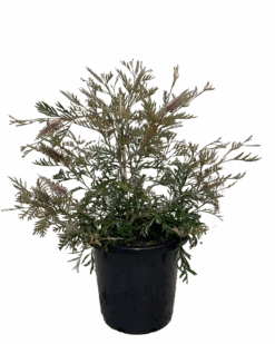 Grevillea Dorothy Gordon