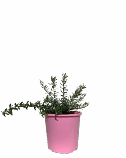 Grevillea Jelly Baby