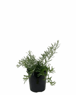 Grevillea Gin Gin Gem