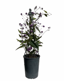 Hardenbergia Happy Wanderer