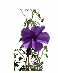 Native Hibiscus - Alyogyne West Coast Gem -Waldecks Store hibiscusaylogyneflower