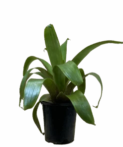 Bromeliad - Alcantarea Silver Plum