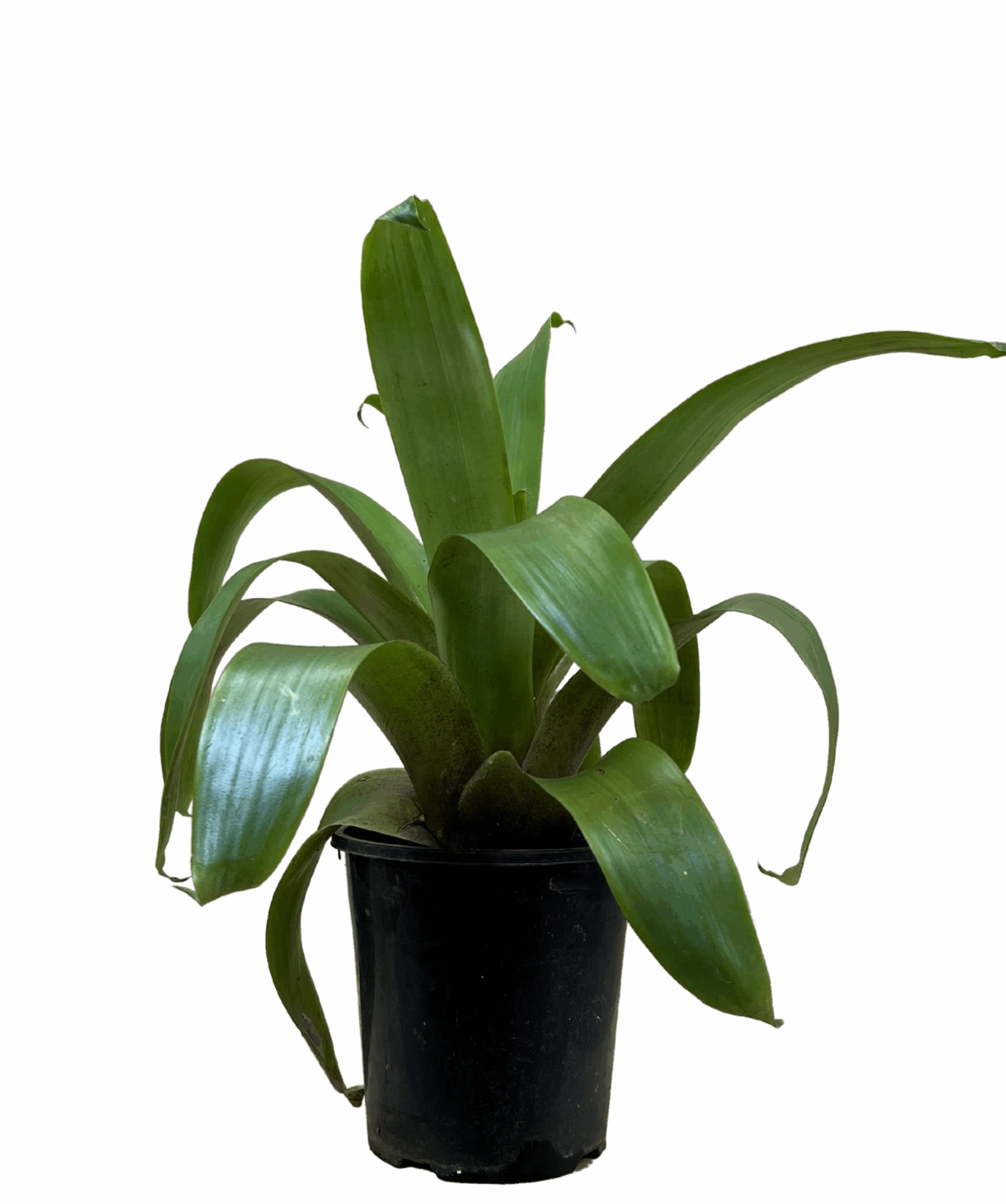 Bromeliad - Alcantarea Silver Plum 1 Bromeliad - Alcantarea Silver Plum