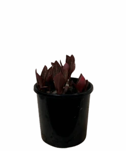 Ludisia Discolor - Jewel Orchid