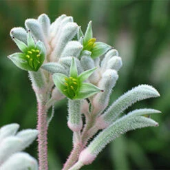 Kangaroo Paw - Anigozanthos Bush Diamond -Waldecks Store kangaroo paw bush diamond lpokpabdi 2020